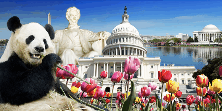 Tourism Numbers Hit An All-Time High In DC Last Year